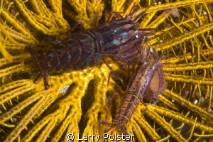 Crinoid shrimp deep inside.... have not seen these fellow... by Larry Polster 